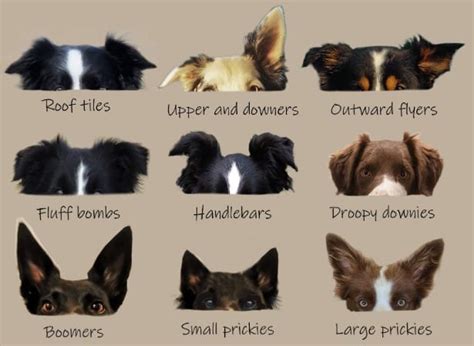 dog ears and tail set|dogs ears position mood.